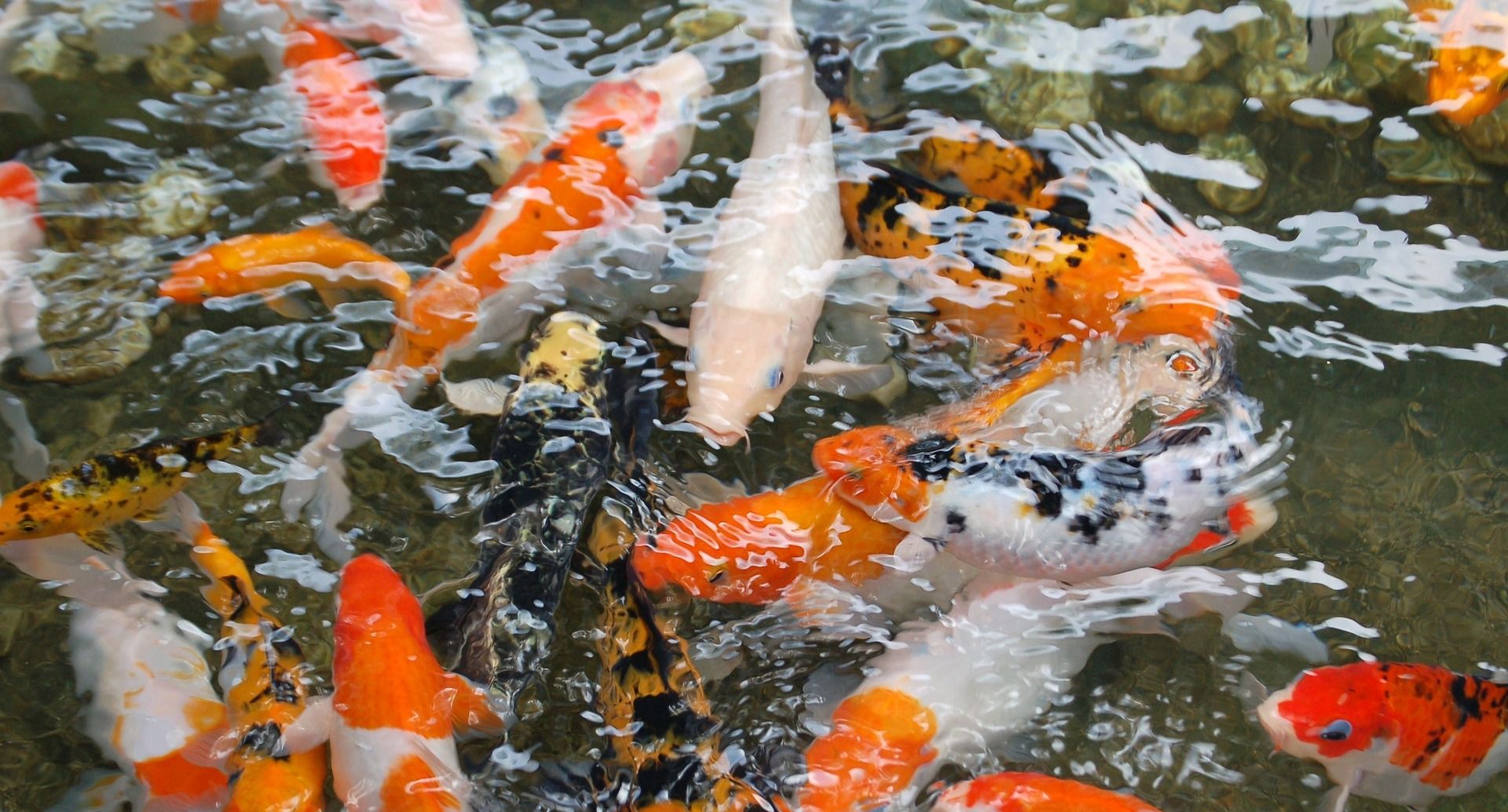 budidaya ikan koi