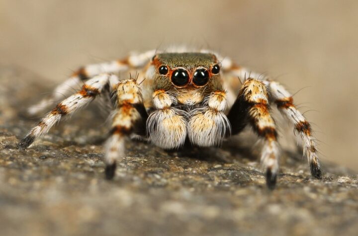 tips merawat tarantula