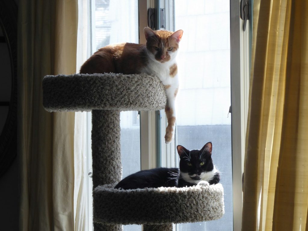 cara membuat cat tree