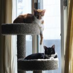 cara membuat cat tree