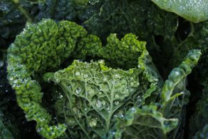 manfaat kale