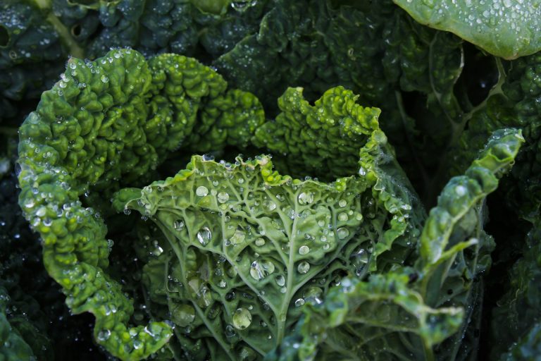 manfaat kale