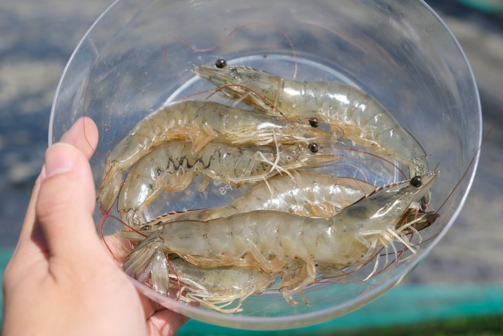 Bisnis budidaya udang