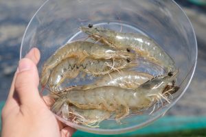 Bisnis budidaya udang