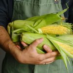 Tips menanam jagung