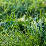 tips membasmi rumput liar