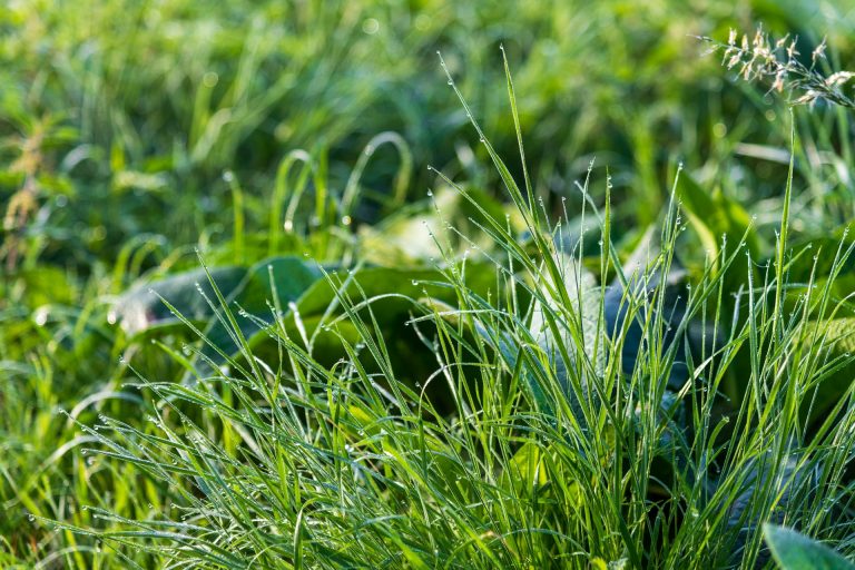 tips membasmi rumput liar