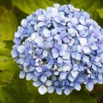 Bunga hydrangea