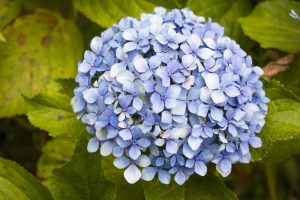 Bunga hydrangea