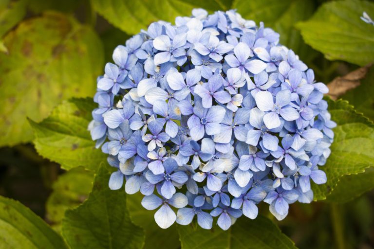 Bunga hydrangea