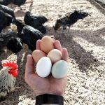 ternak ayam petelur