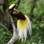 burung endemik Indonesia