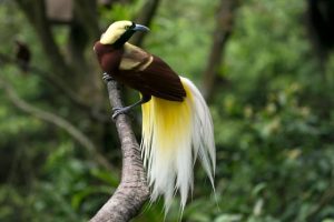 burung endemik Indonesia