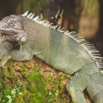 Kenali iguana