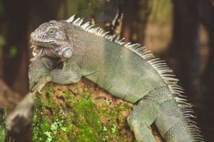 Kenali iguana