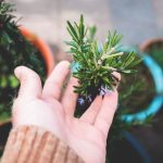 kandungan rosemary