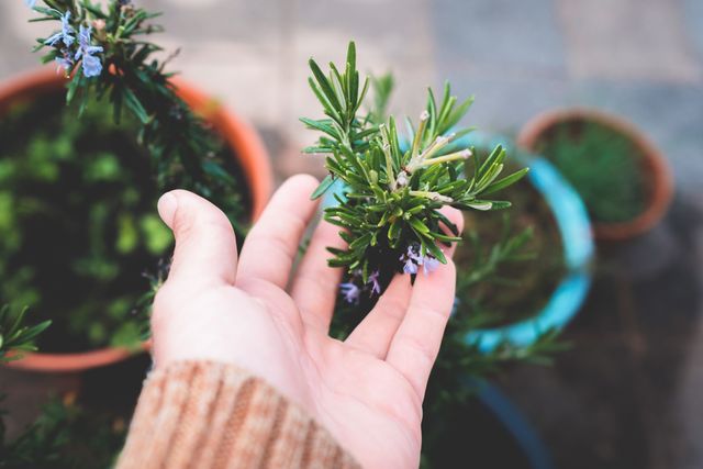 kandungan rosemary